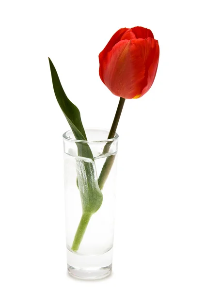 Rød tulipan – stockfoto