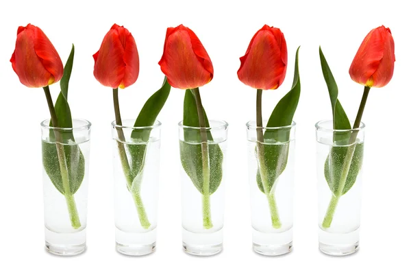 Tulipes rouges — Photo