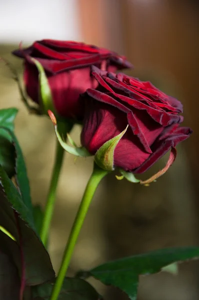 दो लाल गुलाब — स्टॉक फ़ोटो, इमेज