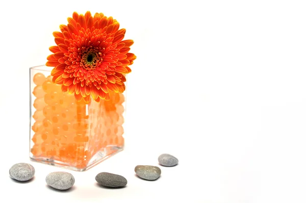 stock image Gerbera