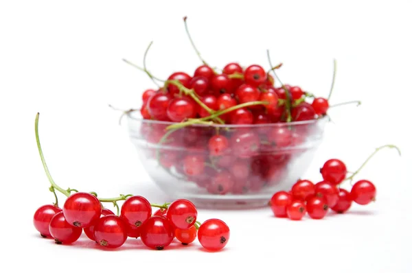 Branch of red currant — Stock Photo, Image