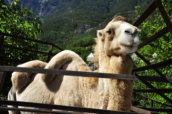 stock image Haughty camel