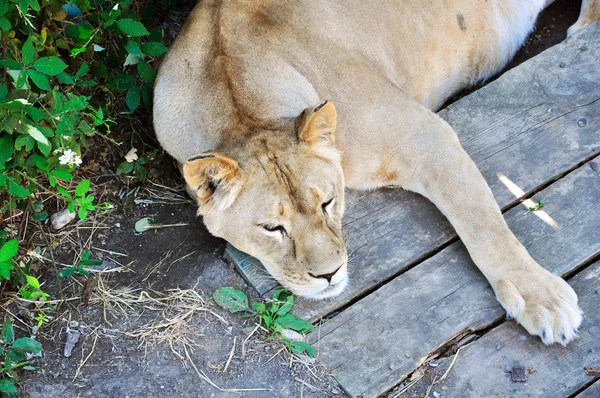 stock image Napping Lioness