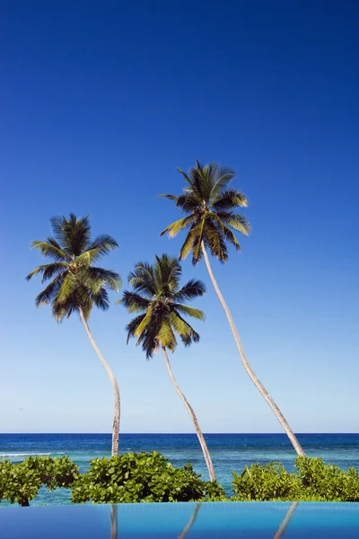 Три пальмы у бассейна — стоковое фото