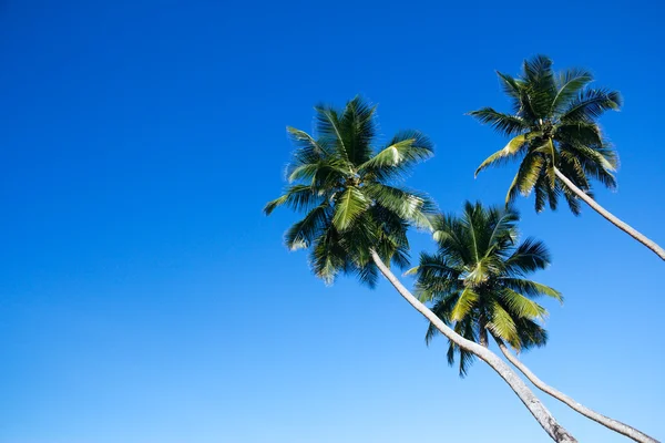Tres palmeras — Foto de Stock