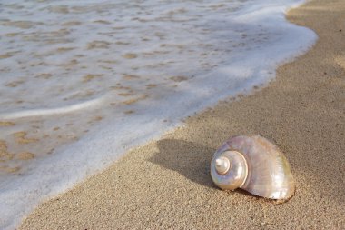 Sea Shell on the beach clipart