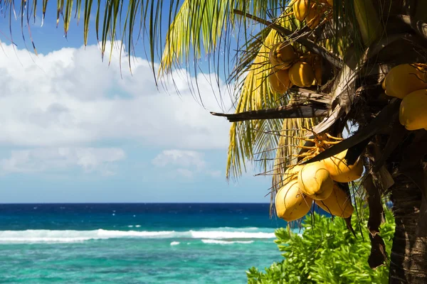 Kokosnoot palmboom — Stockfoto
