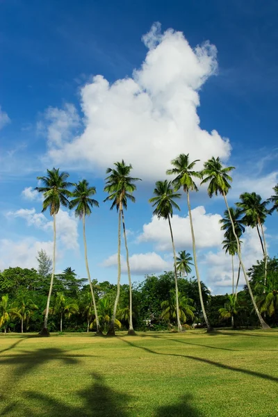 Coconut palm tree fältet — Stockfoto