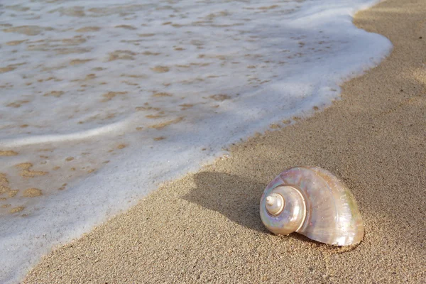 stock image Sea Shell on the beach