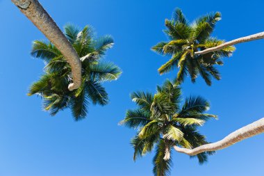 Three palm trees and a blue sky clipart