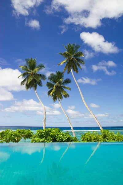 stock image Three coconut palms by a swimming pool