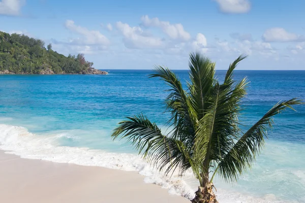 Palme an einem schönen Strand — Stockfoto
