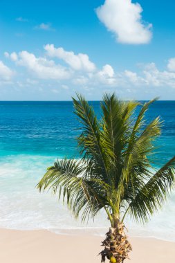 Single Palm tree on a beautiful beach clipart