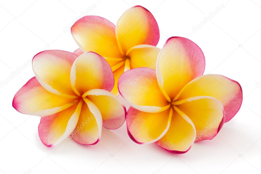 Flores hawaianas fotos de stock, imágenes de Flores hawaianas sin royalties  | Depositphotos