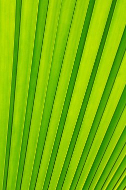 Green palm tree leaf as a background clipart