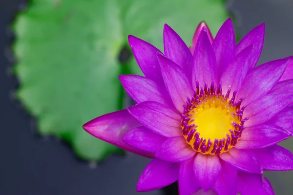 Purple lotus (Water Lily) — Stock Photo, Image