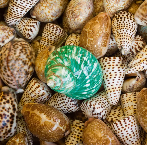 Zelené a hnědé mořské mušle — Stock fotografie
