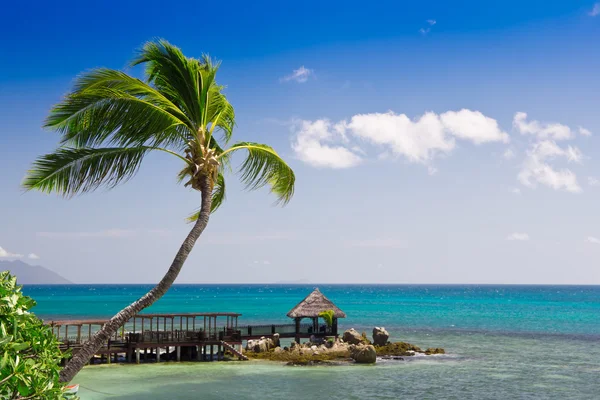 Тропічна морська панорама з пальмою і палубою — стокове фото