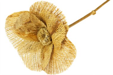 Straw flower, isolated clipart