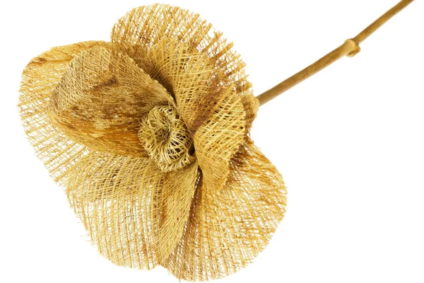 Straw flower, isolated — Stockfoto
