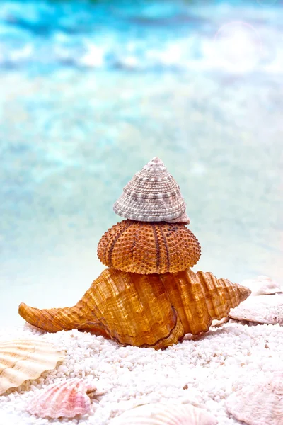 Three sea shells — Stock Photo, Image
