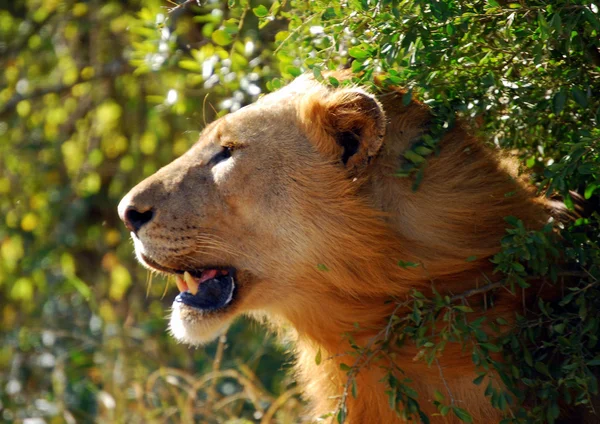 Leeuw wrijven bush — Stockfoto