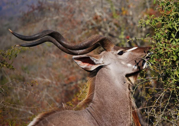 Kudu-Browsing lizenzfreie Stockbilder