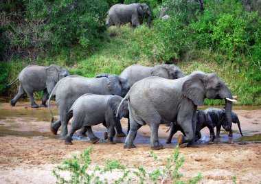 Elephants in river clipart