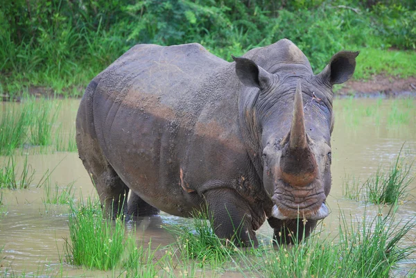 Rinoceronte na piscina — Fotografia de Stock