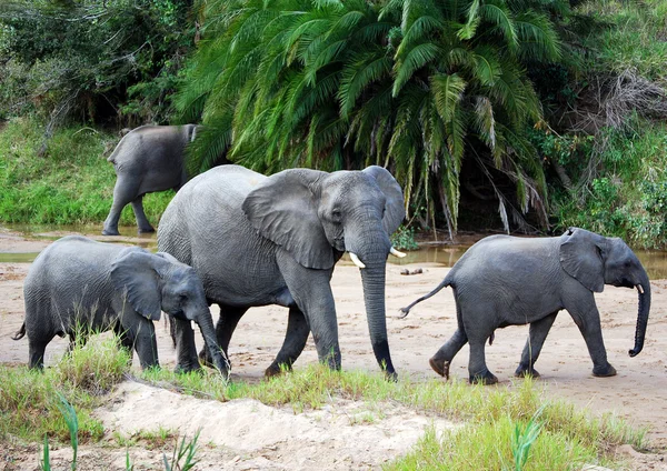 Слоны в сухом русле реки — стоковое фото