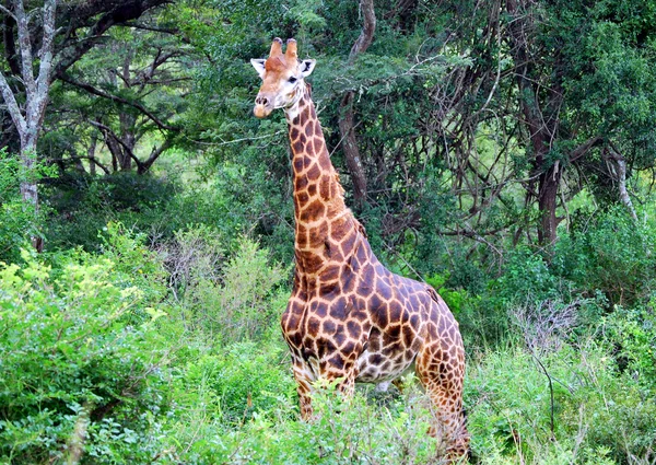 Giraffe у Буша — стокове фото