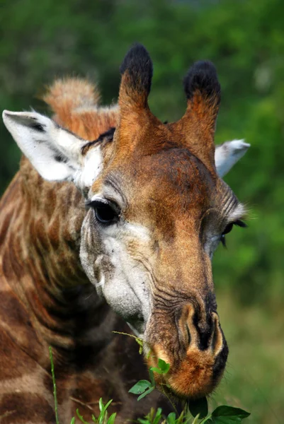 Giraffe browsen — Stockfoto