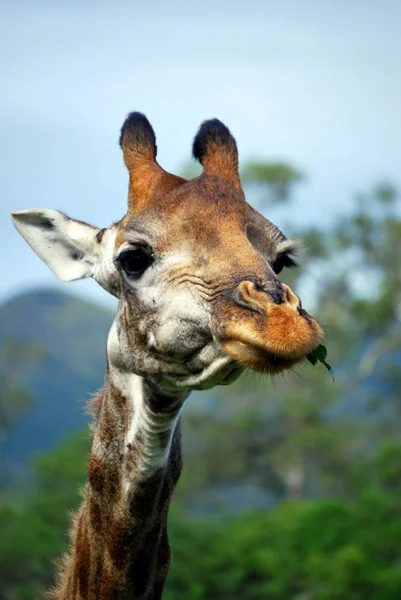 Жирафа, жувальний — стокове фото