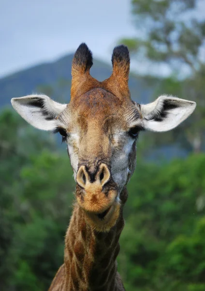 Giraffe голову в Буша — стокове фото