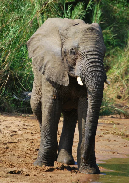 Elefant am Fluss — Stockfoto