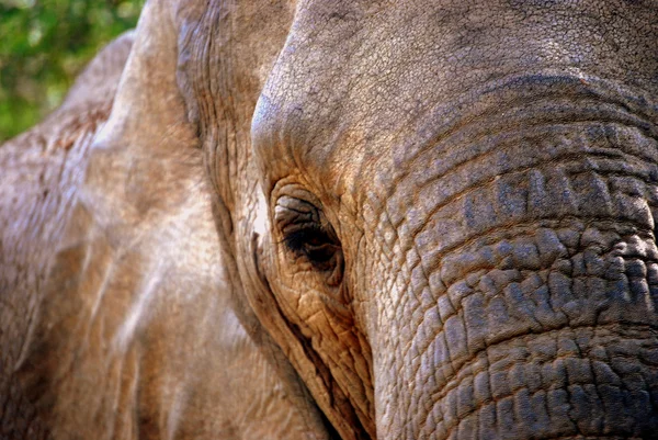 Ελέφαντας close-up — Φωτογραφία Αρχείου
