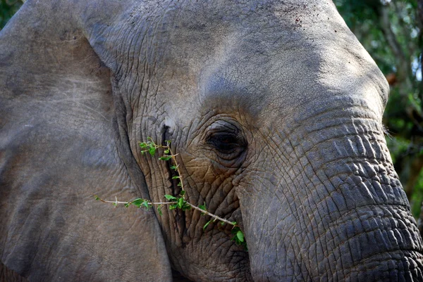 Masticar elefantes —  Fotos de Stock