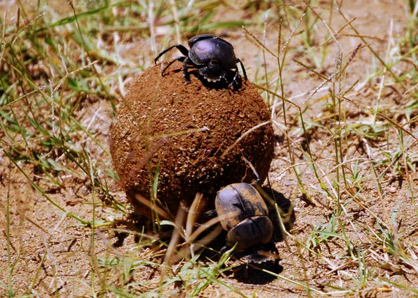 Escarabajos del estiércol — Foto de Stock