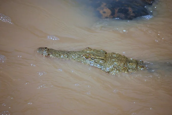 Swimming croc — Stock Photo, Image