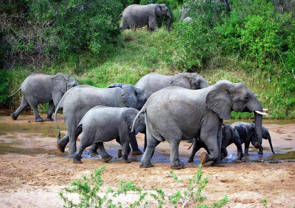 Sloni v řece Stock Obrázky
