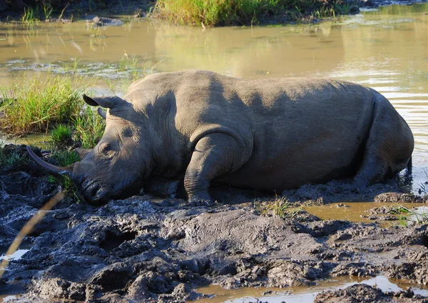 Modderbad rhino Stockfoto