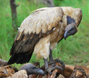 Cape akbabalar zürafayı öldürmek