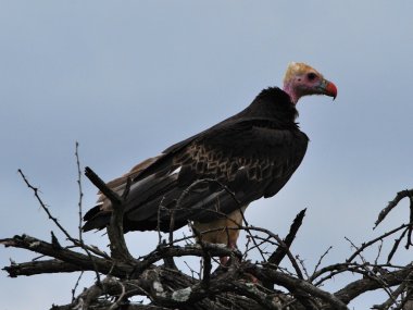 whiteheaded akbaba