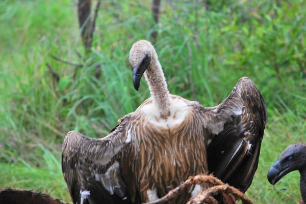 stock image White Backed Vultures