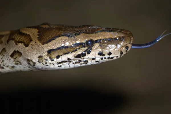 Python Head 5 Royalty Free Stock Images