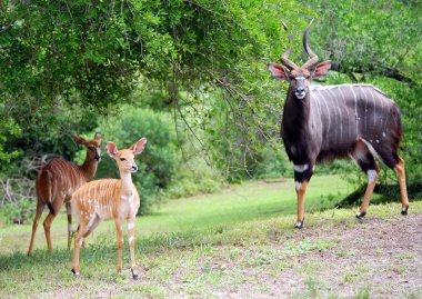 Nyala aile