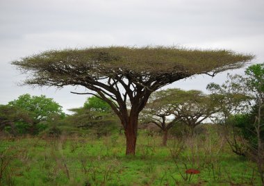 Umbrella Thorn clipart