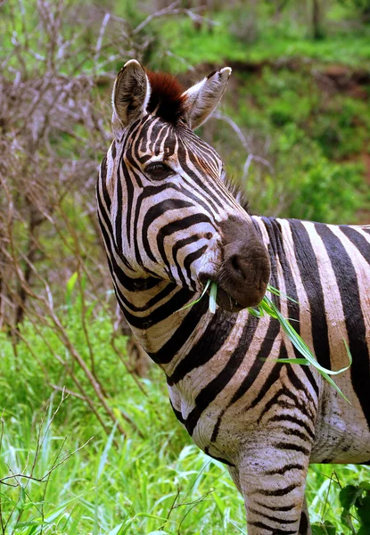 Zebra grazen — Stockfoto