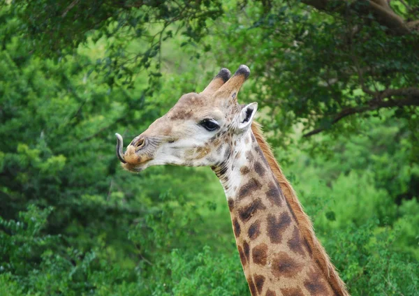 Жираф с высунутым языком — стоковое фото