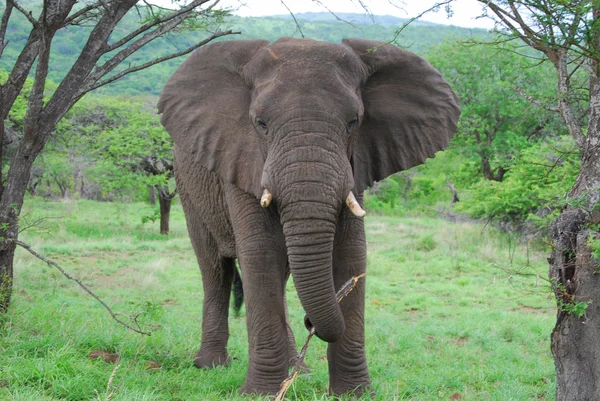 Elefantenbulle — Stockfoto